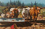 CATTLE WATERING by Donal McNaughton at Ross's Online Art Auctions