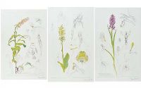 IRISH ORCHIDS by Raymond Piper RUA at Ross's Online Art Auctions