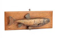 FISH SPECIMEN at Ross's Online Art Auctions