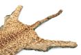 LEOPARD SKIN at Ross's Online Art Auctions