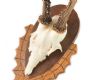 PAIR OF WALL MOUNTED ANTLER SPECIMENS at Ross's Online Art Auctions