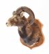 WALL MOUNTED ANIMAL SPECIMEN at Ross's Online Art Auctions