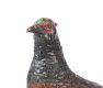 COLD PAINTED BRONZE PHEASANT at Ross's Online Art Auctions