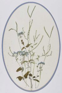 WILD AGERATUM & GRASSES by Anne Anderson at Ross's Online Art Auctions