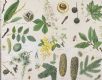 BOTANICAL STUDIES by Dorothy Fitchew at Ross's Online Art Auctions