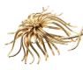 CHRISTIAN DIOR GOLD-TONE BROOCH at Ross's Online Art Auctions