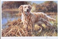 GOLDEN RETRIEVER by Mick Cawston at Ross's Online Art Auctions