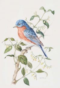 EASTERN BLUEBIRD by Anne Marie Trechslin at Ross's Online Art Auctions