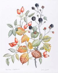 STILL LIFE, ROSE HIPS & BLACKBERRIES by Jenny Jowett SBA at Ross's Online Art Auctions