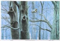 LONG EARED OWL, CAIRN WOOD, COUNTY DOWN by Julian Friers RUA at Ross's Online Art Auctions