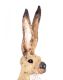 IRISH HARE by Audrey Smyth at Ross's Online Art Auctions