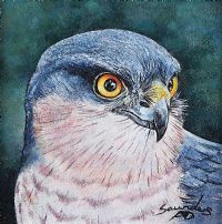 SPARROWHAWK by Andy Saunders at Ross's Online Art Auctions