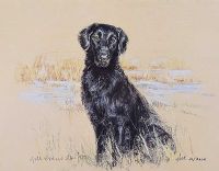 WORKING RETRIEVER by Gill Evans at Ross's Online Art Auctions