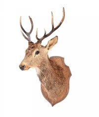WALL MOUNTED STAG'S HEAD at Ross's Online Art Auctions