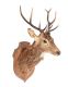 WALL MOUNTED STAG'S HEAD at Ross's Online Art Auctions