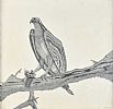 STUDY OF A BIRD by A.E.R. Foot at Ross's Online Art Auctions