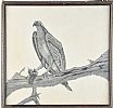 STUDY OF A BIRD by A.E.R. Foot at Ross's Online Art Auctions