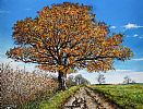 THE AUTUMN OAK by Andy Saunders at Ross's Online Art Auctions