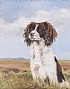 SPRINGER SPANIEL by Richard Haughton at Ross's Online Art Auctions