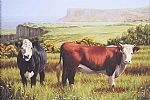 CATTLE GRAZING, FAIR HEAD by Keith Glasgow at Ross's Online Art Auctions