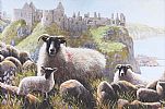 LAMBS AT DUNLUCE CASTLE by Keith Glasgow at Ross's Online Art Auctions