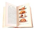 ONE VOLUME: MRS BEETON'S HOUSEHOLD MANAGEMENT at Ross's Online Art Auctions