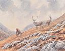 HIGHLAND STAG by Brian Rawling at Ross's Online Art Auctions