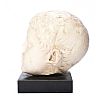 PLASTER CAST BUST HEAD OF A YOUNG ROMAN at Ross's Online Art Auctions