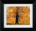 AUTUMN OAK by Andy Saunders at Ross's Online Art Auctions