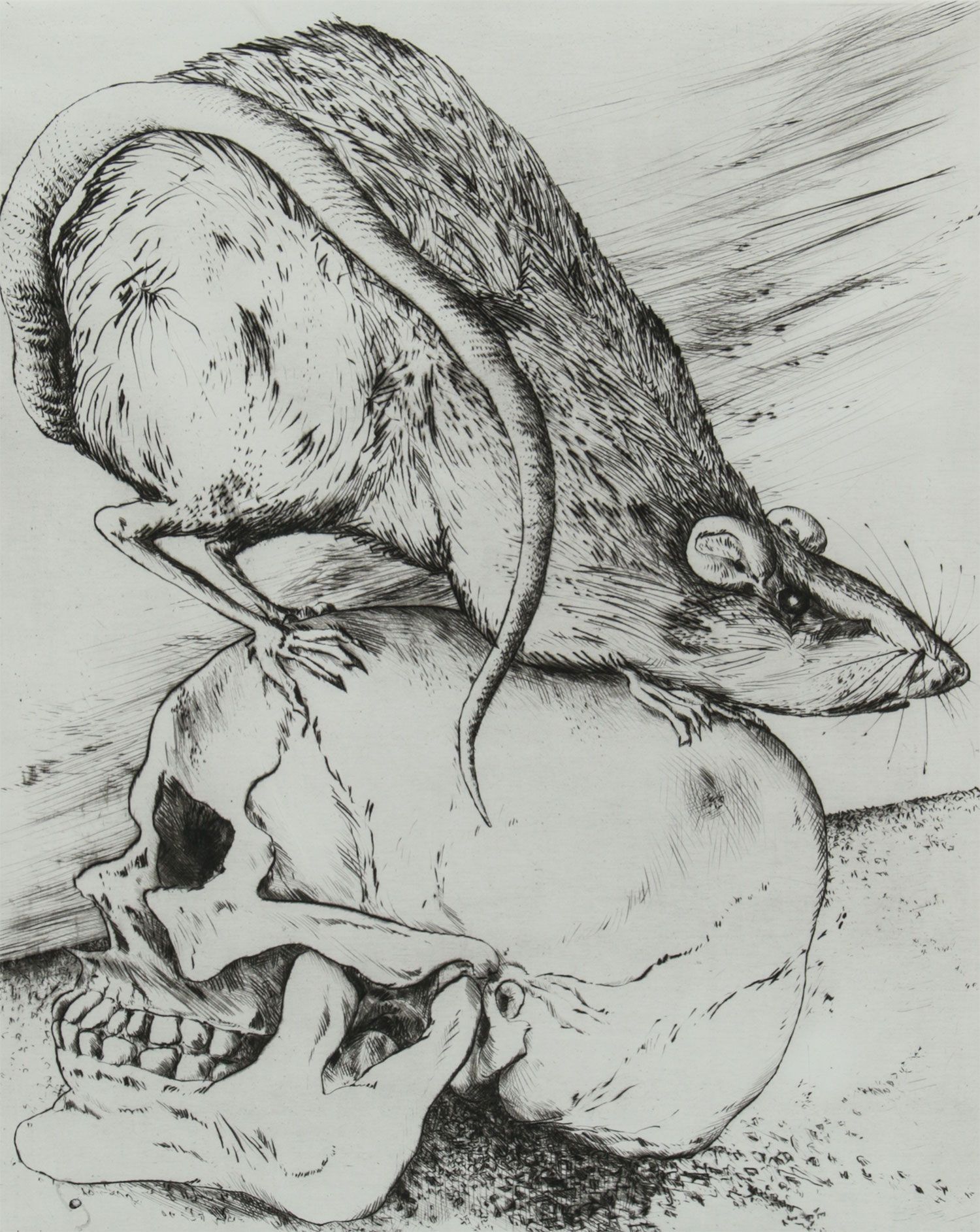 RAT ON A SKULL by Gunther Grass at Ross's Online Art Auctions