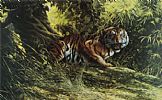 TIGER by English School at Ross's Online Art Auctions