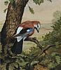 STUDY OF A JAY by Julian Friers RUA at Ross's Online Art Auctions