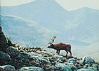 THE STAG by Julian Friers RUA at Ross's Online Art Auctions