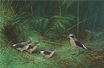 WHEATEAR by Raymond Watson at Ross's Online Art Auctions