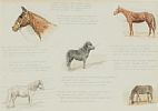 HORSE STUDIES by Irish School at Ross's Online Art Auctions