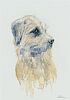 BORDER TERRIER by Lawrence Chambers at Ross's Online Art Auctions