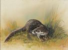 STUDY OF AN OTTER by Nance at Ross's Online Art Auctions