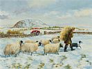 WINTER FEEDING NEAR SLEMISH, COUNTY ANTRIM by Noel Shaw at Ross's Online Art Auctions
