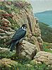 PEREGRINE FALCON by Julian Friers RUA at Ross's Online Art Auctions