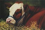 COW IN A STABLE by Keith Glasgow at Ross's Online Art Auctions