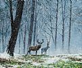WINTER MIST & STAGS by Andy Saunders at Ross's Online Art Auctions