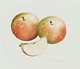 APPLES by Hillary Menary at Ross's Online Art Auctions